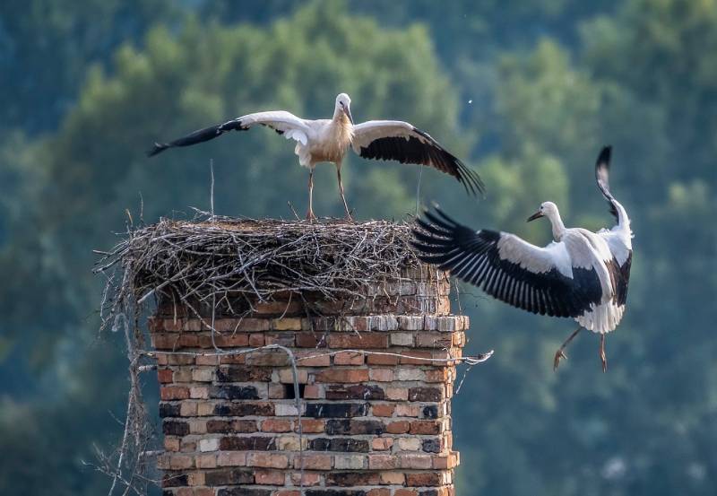 Expert Chimney Animal Removal in Fitchburg, MA Professional Chimney Animal Removal Services in Fitchburg, Massachusetts